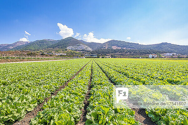 Green lettuce farm in Zafarraya  Andalucia  Spain  Europe