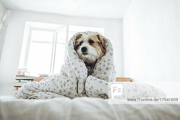 Jack Russell Terrier dog wrapped in blanket sitting on bed at home