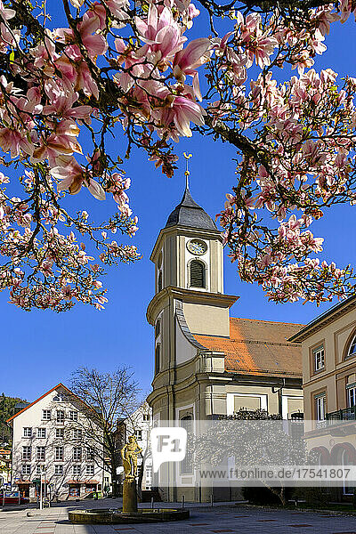 Germany  Baden-Wurttemberg  Bad Wildbad  Evangelical City Church with cherry blossoms in foreground