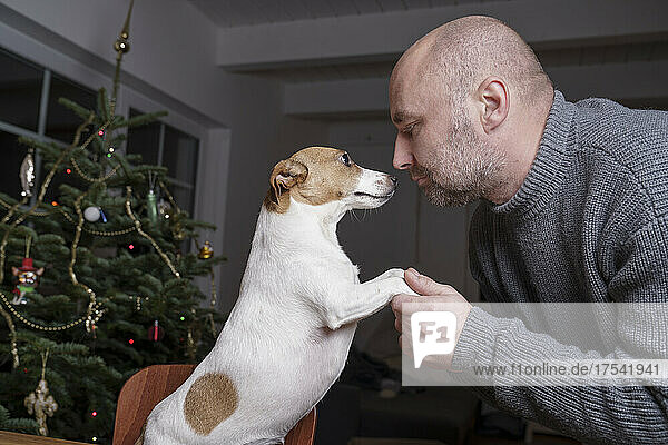 Man holding paws of Jack Russell Terrier dog at home
