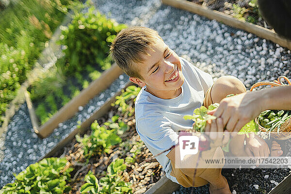 Mother's hand giving radish to smiling son at vegetable garden