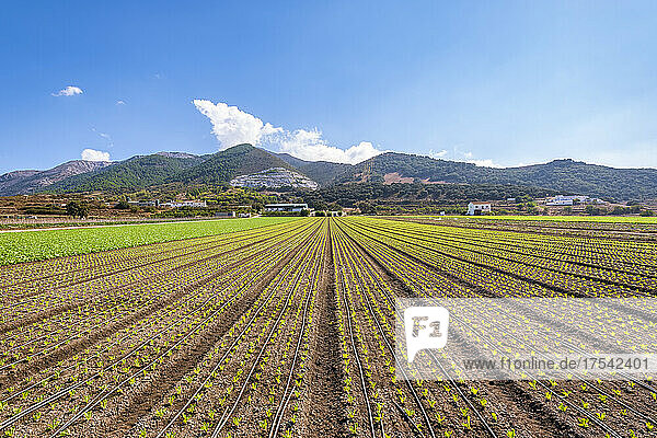 Field of lettuce plantation in Zafarraya  Andalucia  Spain  Europe