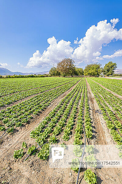 Farm of lettuce on sunny day  Zafarraya  Andalucia  Spain  Europe