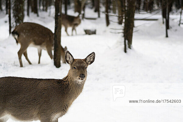Brown deer on snow in winter forest