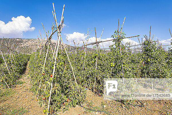 Field of tomato plantation on sunny day in Zafarraya  Andalucia  Spain  Europe