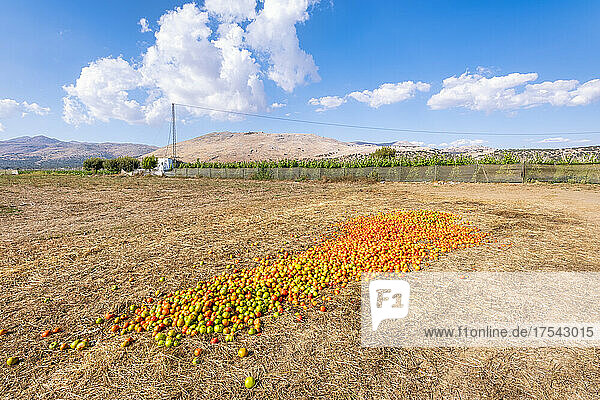 Harvested tomatoes drying at field on sunny day  Zafarraya in Andalucia  Spain  Europe