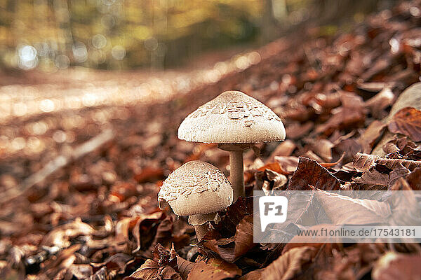 Mushrooms growing amidst fallen leaves in autumn forest