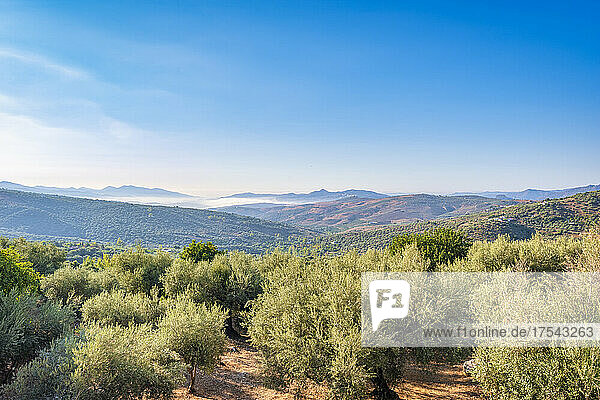Olive trees in groves near mountains on sunny day  Andalucia  Spain  Europe