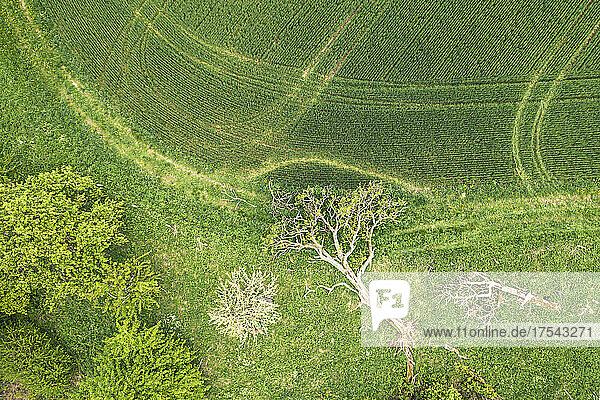 Aerial view of uprooted tree lying on edge of green countryside field in spring