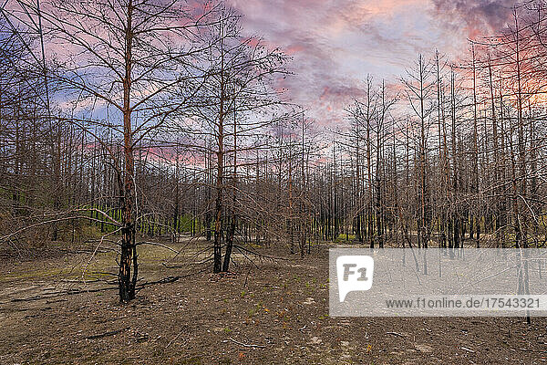 Ukraine  Kyiv Oblast  Chernobyl  Burns trees after forest fire at dusk