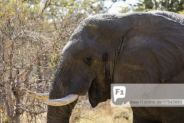Close up of an elephant with tusks  loxodonta africana