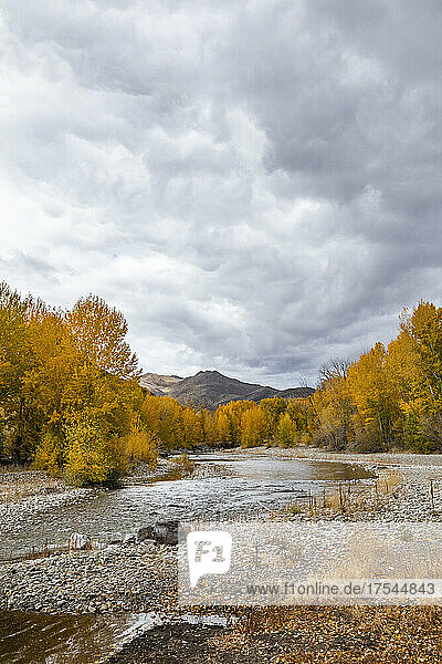 USA  Idaho  Bellevue  Big Wood River and yellow Autumn trees