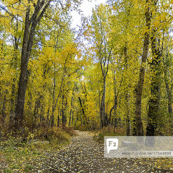 USA  Idaho  Hailey  Footpath covered with fallen leaves in Autumn forest