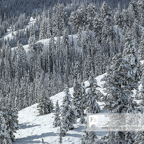USA  Idaho  Ketchum  Mountain landscape and forest in winter