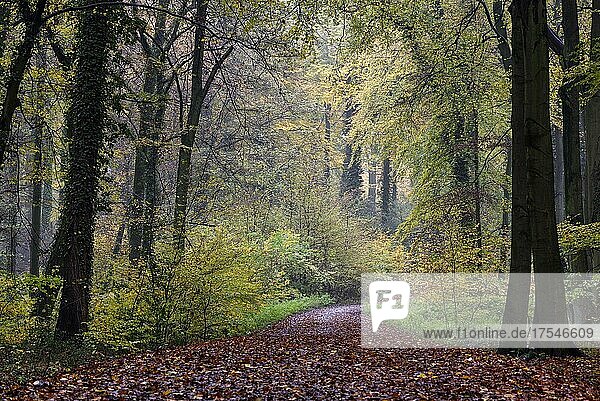 Waldweg im Herbst  Buchenwald  Bottrop  Ruhrgebiet  Nordrhein-Westfalen  Deutschland  Europa