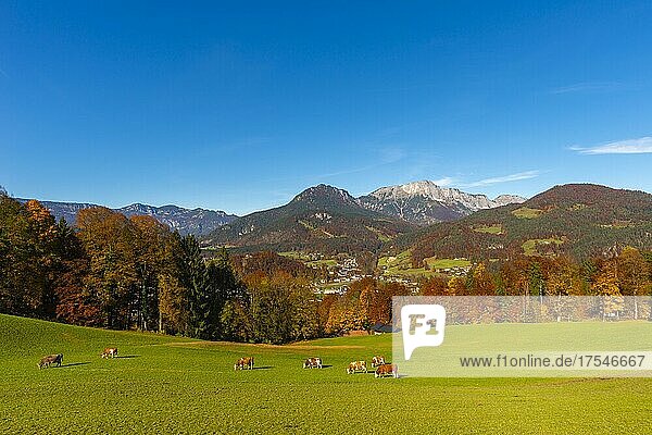 Alm und Kühe im Herbst und Alpenpanorama  Berchtesgaden  Berchtesgadener Land  Oberbayern  Bayern  Deutschland  Europa