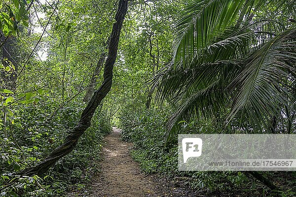 Path through the rainforest  Cahuita National Park  Puerto Limón  Costa Rica  Central America