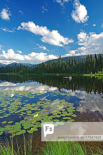 Lake with water lilies  forest and mountains  La Salle Lakes  Prince George  British Columbia  Canada  North America