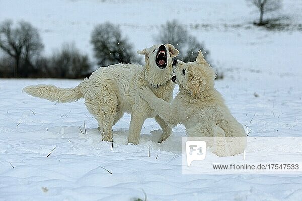 Playing Kuvasz and Podlahanski in the snow  Arnsberg  North Rhine-Westphalia  Germany  Europe
