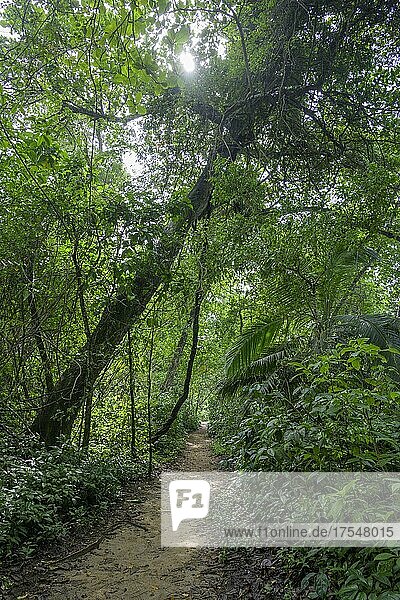 Path through the rainforest  Cahuita National Park  Puerto Limón  Costa Rica  Central America