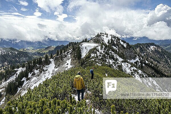 Two hikers on a hiking trail through mountain pines  hiking to Geigelstein in spring  Chiemgau Alps  Bavaria  Germany  Europe