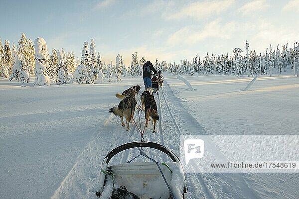 On the road with dog sleds in snowy landscape  Riisitunturi National Park  Lapland  Finland  Europe