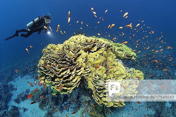 Diver looking at calyx coral or twisted lettuce coral (Turbinaria reniformis)  yellow  red sea basslets (Pseudanthias taeniatus)  Ras Muhammed National Park  Red Sea  Sharm el Sheikh  Sinai  Egypt  Africa