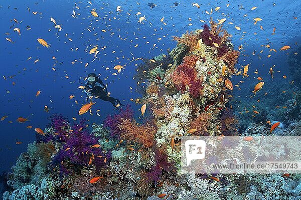 Diver  underwater landscape with coral tower  covered with soft corals in different colours  klunzinger's soft corals (Dendronephthya klunzingeri)  shoal of red sea basslets (Pseudanthias taeniatus)  Ras Muhammed National Park  Red Sea  Sharm el sheik  Sinai  Egypt  Africa