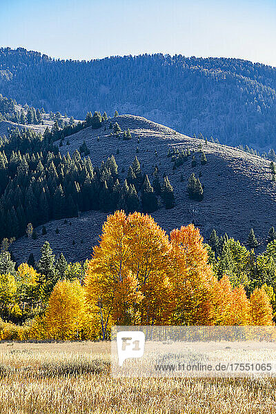 USA  Idaho  Sun Valley  Fall foliage