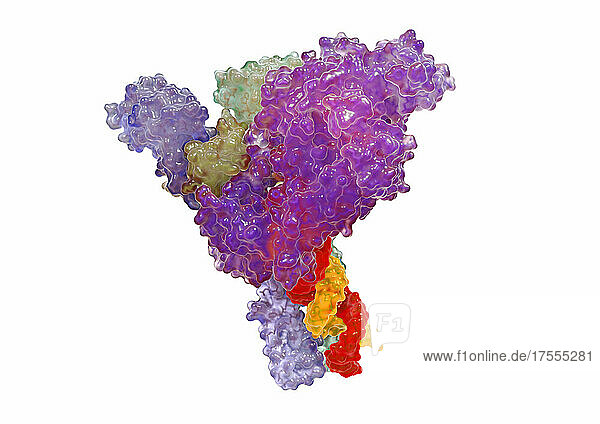 Illustration von Coronavirus (SARS-CoV-2) Polymerase als gläsernes Oberflächenmodell mit angedeuteten  tieferliegenden Bändermodell auf weißem Hintergrund. Die Polymerase vervielfältigt das RNA Erbgut des Coronavirus in der infizierten Zelle und stellt so neue Viren her. Die Illustration basiert auf Strukturdaten von Hillen  H.S.  Kokic  G.  Farnung  L.  Dienemann  C.  Tegunov  D.  Cramer  P.