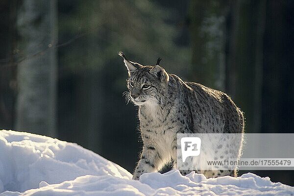 Luchs (Lynx lynx)  steht im Schnee  Neuschönau  Bayerischer Wald  Bayern  Deutschland  Captive  Europa