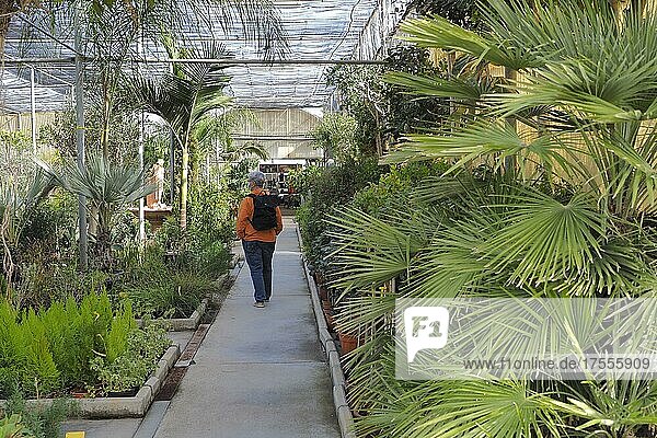 Frau läuft durch Gärtnerei mit Angebot von Palmen  Palmengarten  Gartenartikel  Gärtnerei  Spanien  Europa