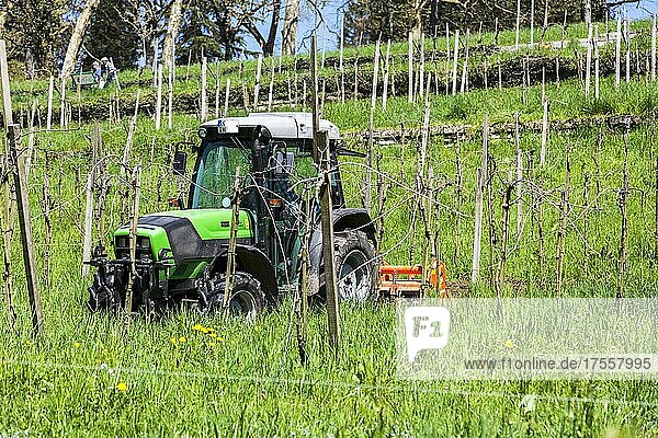 Bauer mit seinem Traktor bei der Arbeit zwischen den Weinbergen am Hang  Mainau  Baden-Württemberg  Deutschland  Europa