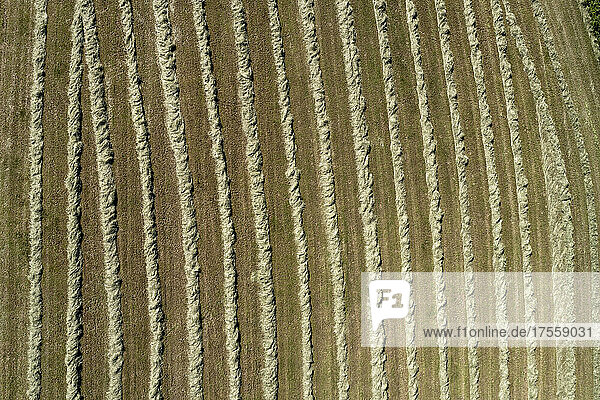 Luftaufnahme von sonnig geerntetem Heu in Reihen  die ein Streifenmuster in der Ernte bilden  Deutschland