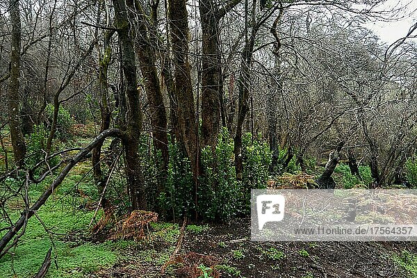 Regrowing vegetation in laurel forest after destruction of the forest by forest fire in 2012  charred trees  Garajonay National Park  La Gomera  Canary Islands  Spain  Europe