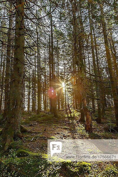 Wald Bäume mit Sonne im Schwarzwald Landschaft Natur im Herbst in Seebach  Deutschland  Europa