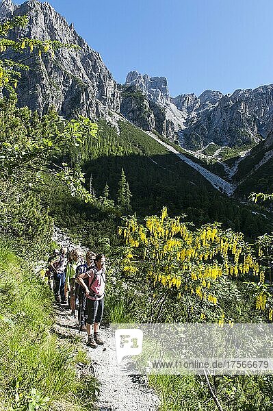 Mountain hiking  hiking group on trail  golden rain (Laburnum anagyroides) lower right  Brenta Massif  Brenta Dolomites  near Molveno  Malfein  Province of Trento  Trentino  Italy  Europe