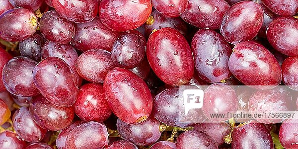 Rote Weintrauben Trauben Weintraube Traube Früchte Frucht Hintergrund von oben Panorama