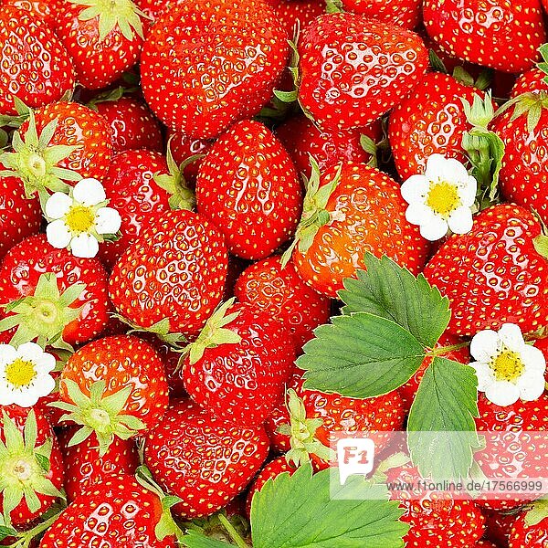 Erdbeeren Beeren frische Früchte Erdbeere Beere Frucht von oben mit Blätter und Blüten quadratisch