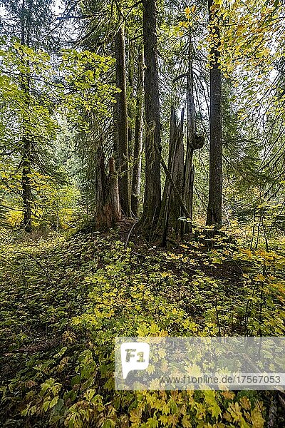 Autumn forest with western red cedar (Thuja gigantea)  Grove of the Patriarchs Trail  Mount Rainier National Park  Washington  USA  North America