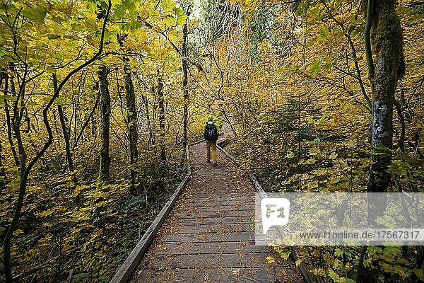 Wanderer auf Holzweg in herbstlichem Wald  Grove of the Patriarchs Trail  Mount Rainier National Park  Washington  USA  Nordamerika