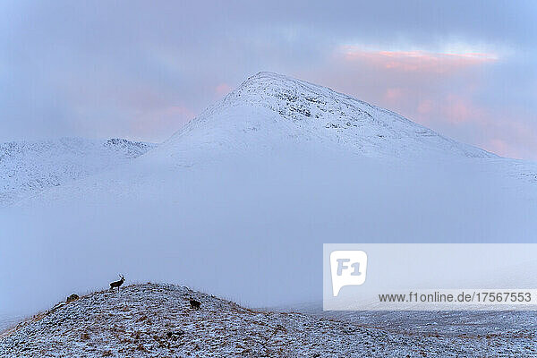 Rotwild in einem verschneiten Glencoe-Tal  Schottische Highlands  Schottland  Vereinigtes Königreich  Europa