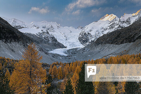 Lärchenwald um den schneebedeckten Piz Bernina und Palu im Herbst  Morteratsch  Kanton Graubünden  Schweiz  Europa
