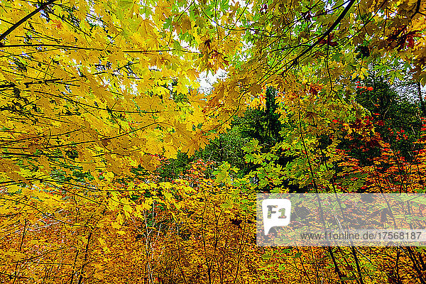 Herbstfarben im Mount Rainier National Park  Bundesstaat Washington  Vereinigte Staaten von Amerika  Nordamerika