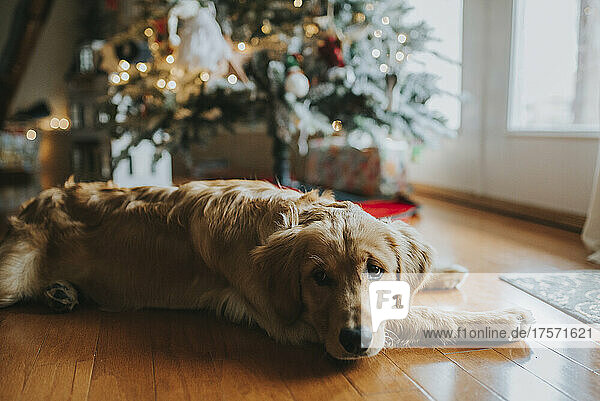 Young Golden retriever puppy dog laying in front of Christmas tree