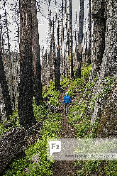 Female hiking through a dead burned forest from a forest fire