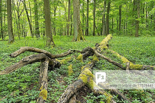 Abgestorbene  mit Moos bewachsene Rotbuche (Fagus sylvatica)  Totholz  Nationalpark Hainich  Thüringen  Deutschland  Europa