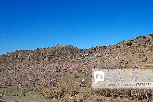 Mehrere blühende Mandelbäume vor Landhaus an Berghang  Mandelplantage in voller Blüte  hügelige Landschaft mit Haus  Vélez-Rubio  Almería  Andalucía  Spanien  España  Europa