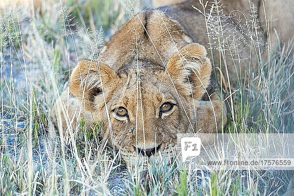 Löwe (Panthera leo) Junger Löwe liegt im Gras und schaut mich an  Nxai Pan Camp  Botswana  Afrika