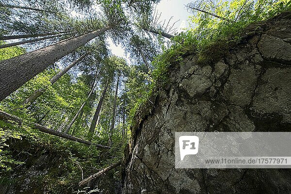 Zauberwald bei Ramsau  Wald auf Bergsturztrümmern  Geotop  Bayern  Deutschland  Europa
